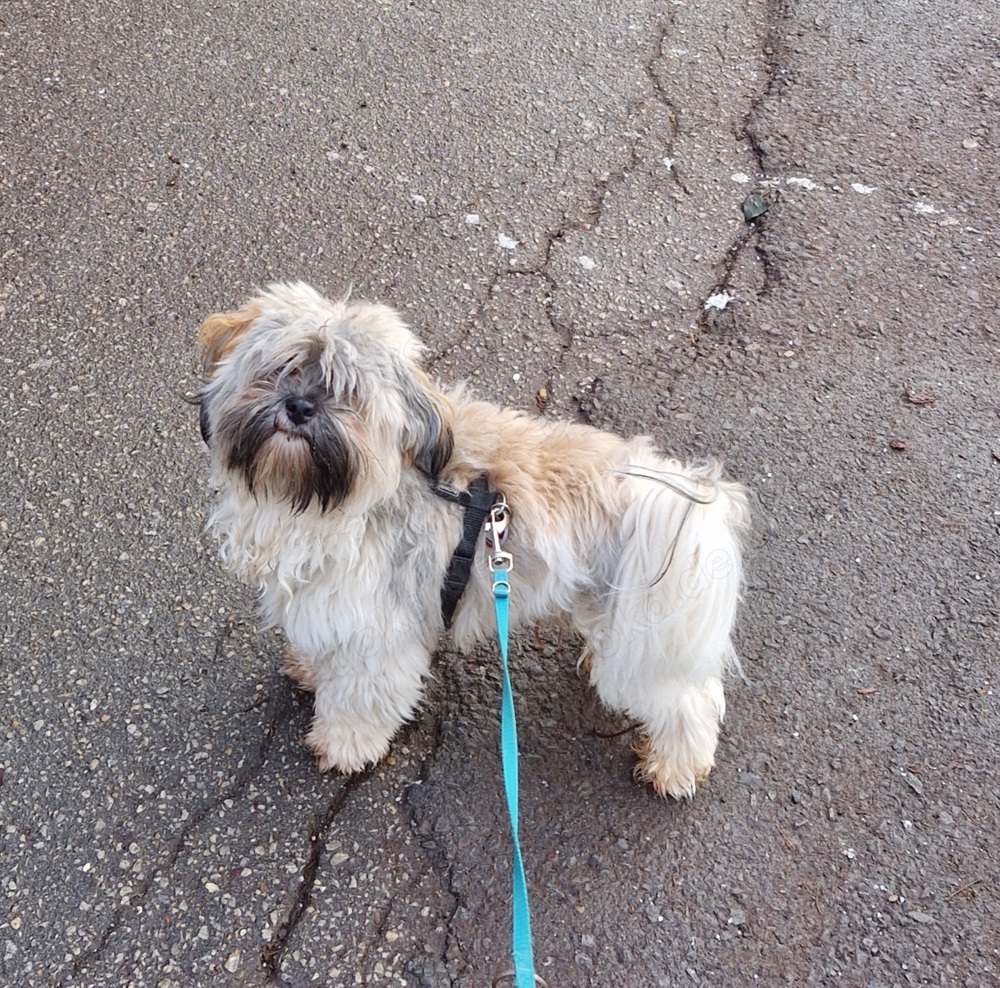 Havaneser Deckrüde mit Ahnentafel 