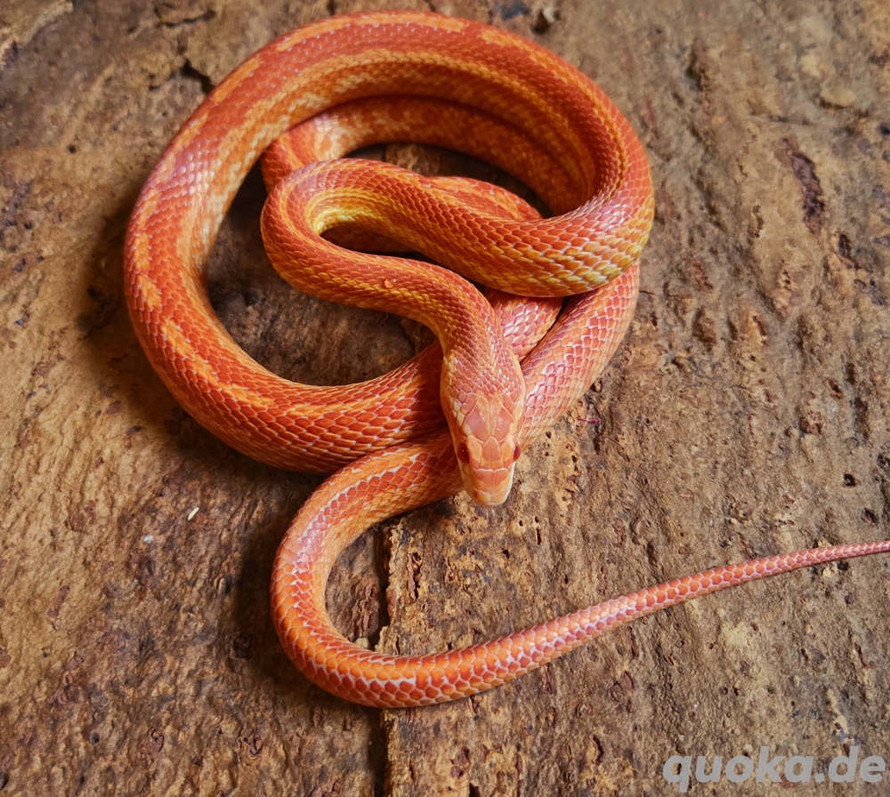 Sunglow Tessera 
