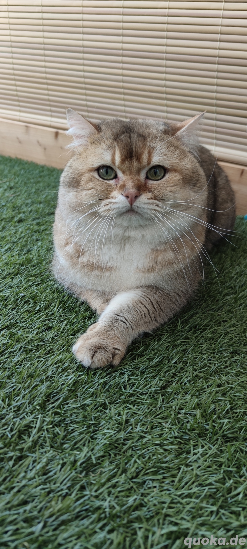 BKH- Deckkater  mit Stammbaum 