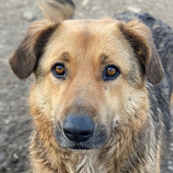 Yassin, geb. ca. 06 2020, lebt in GRIECHENLAND, im städt. Tierheim Serres