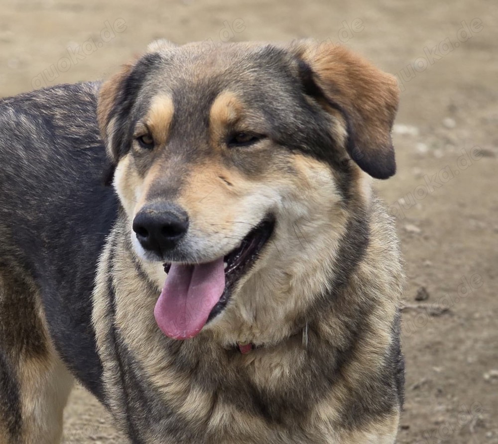 Lucky eine tolle  Junghündin 