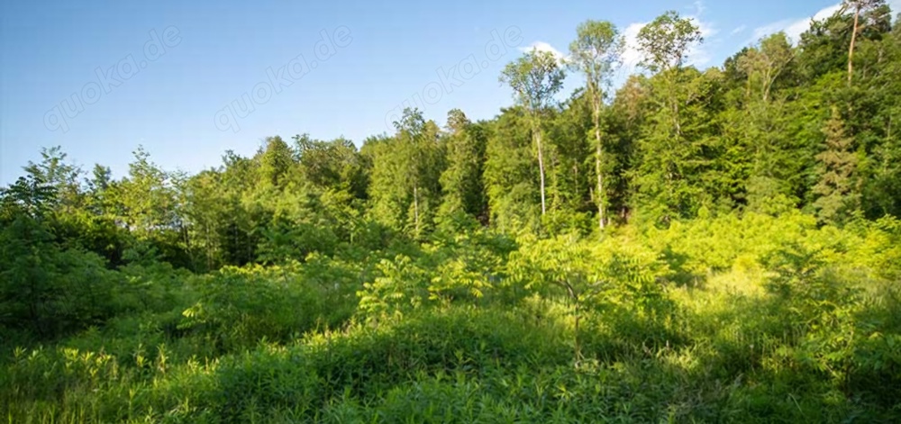 Es wird Frühling und ich mache es mir im Freien vor Dir 