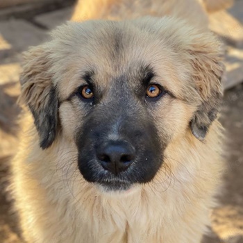 Malou, geb. ca. 04 2024, lebt in GRIECHENLAND, im städt. Tierheim Serres