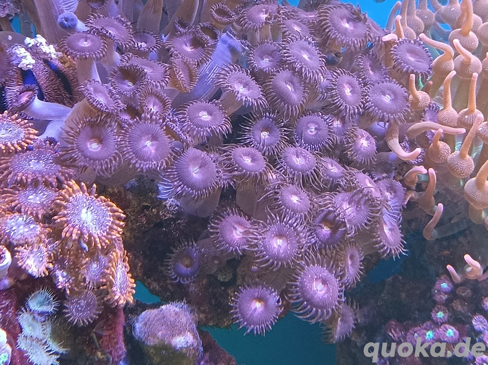 Meerwasser Weichkorallen 