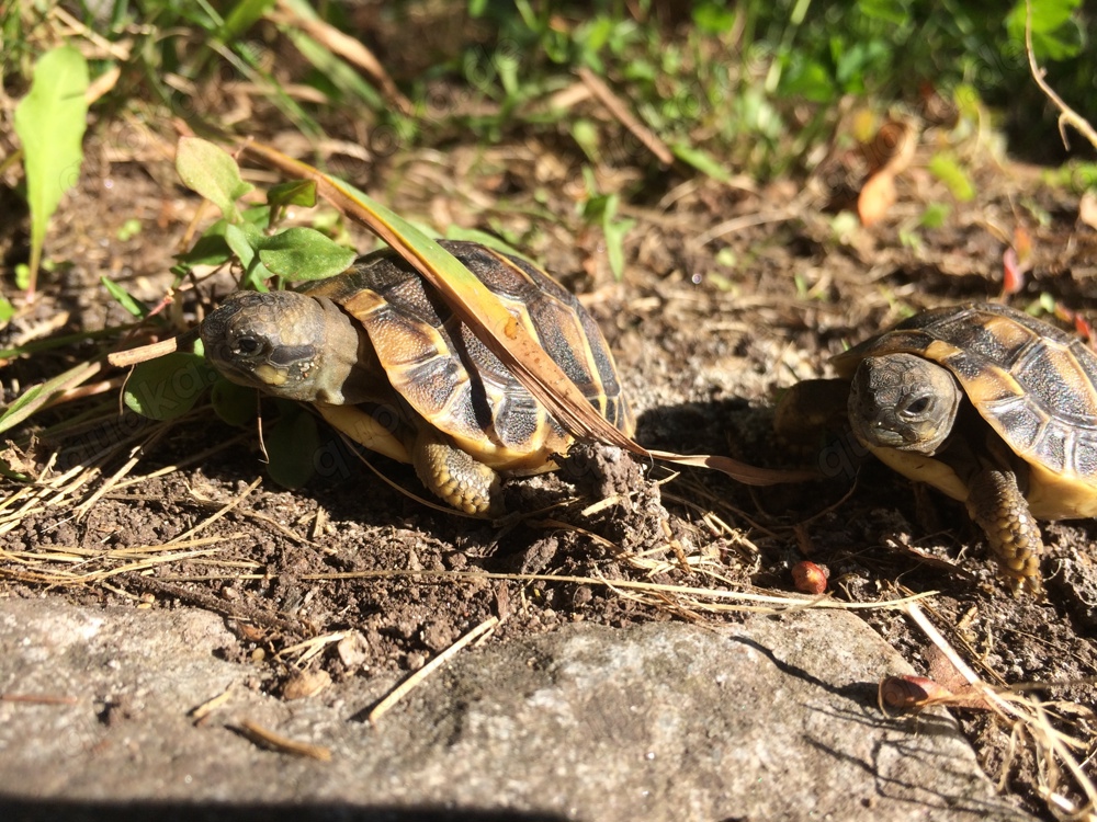 Griechische Landschildkröten NZ 2025