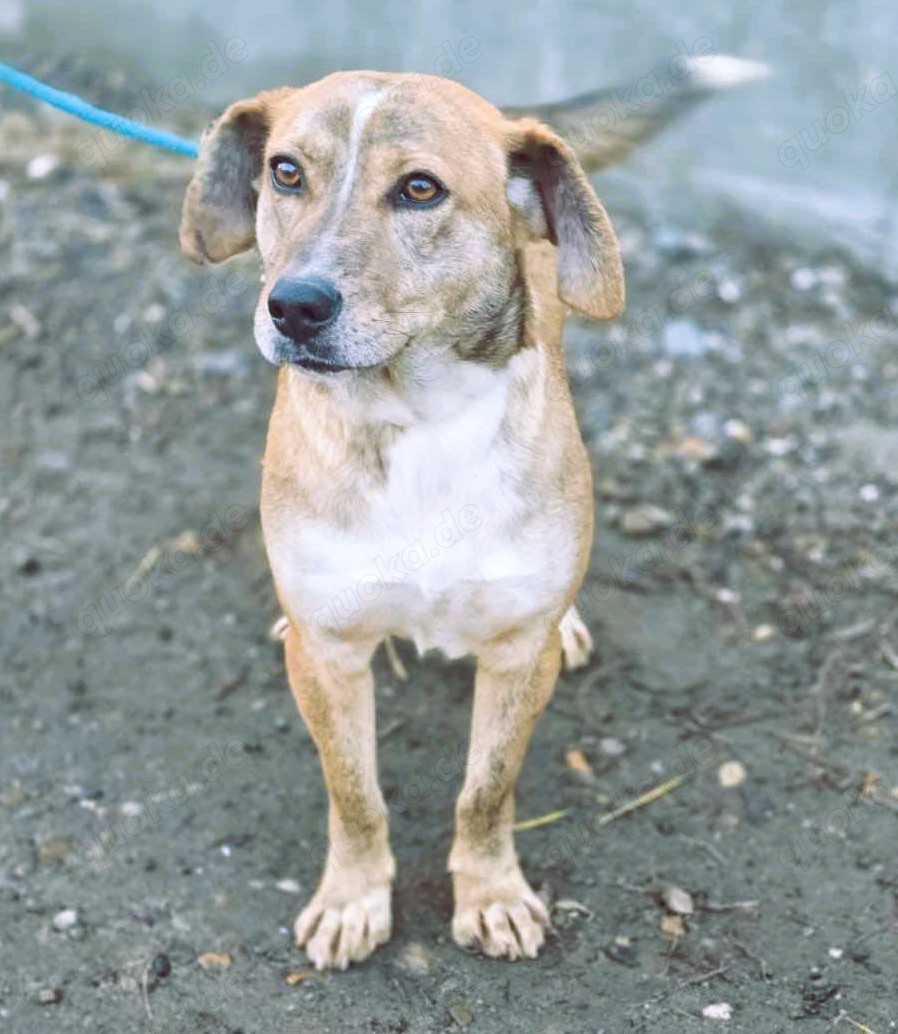 PINO - durch und durch ein hübsches Kerlchen 