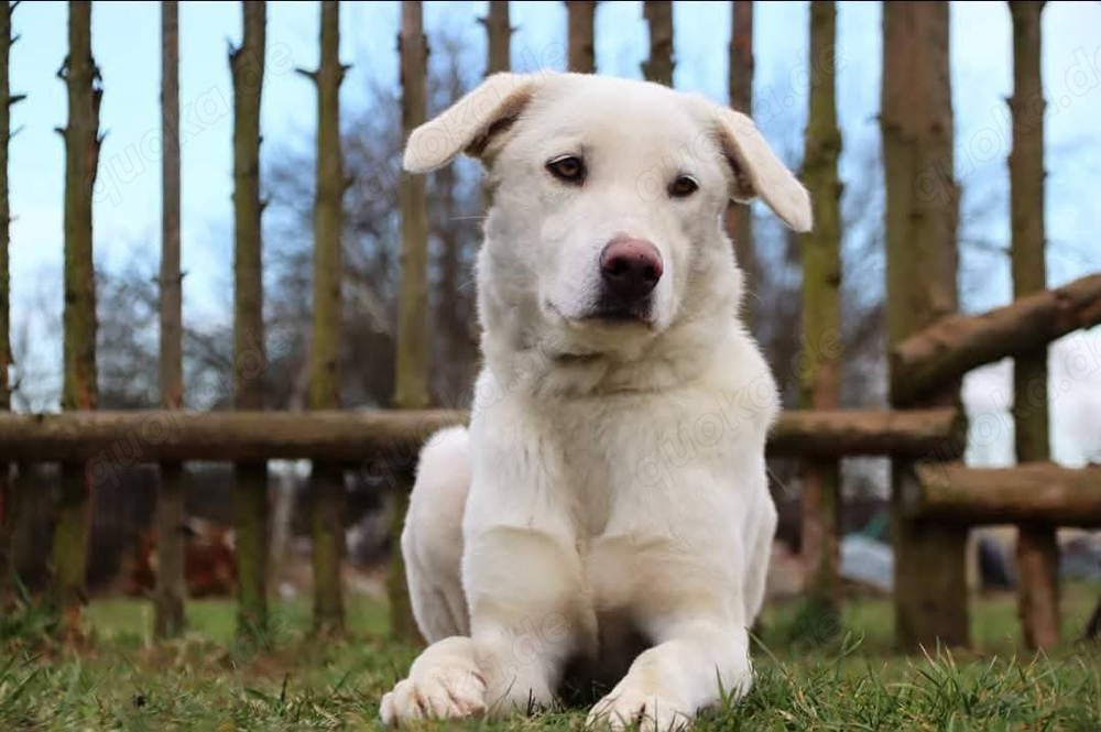 Whity sucht herdenschutzerfahrenes Zuhause 