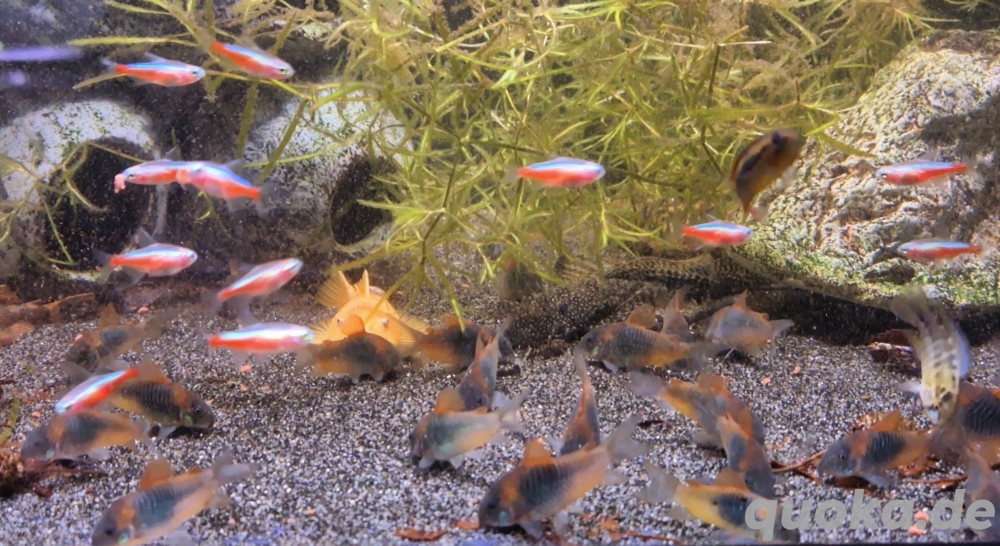 Venezuela Panzerwels Osteogaster venezuelanus 