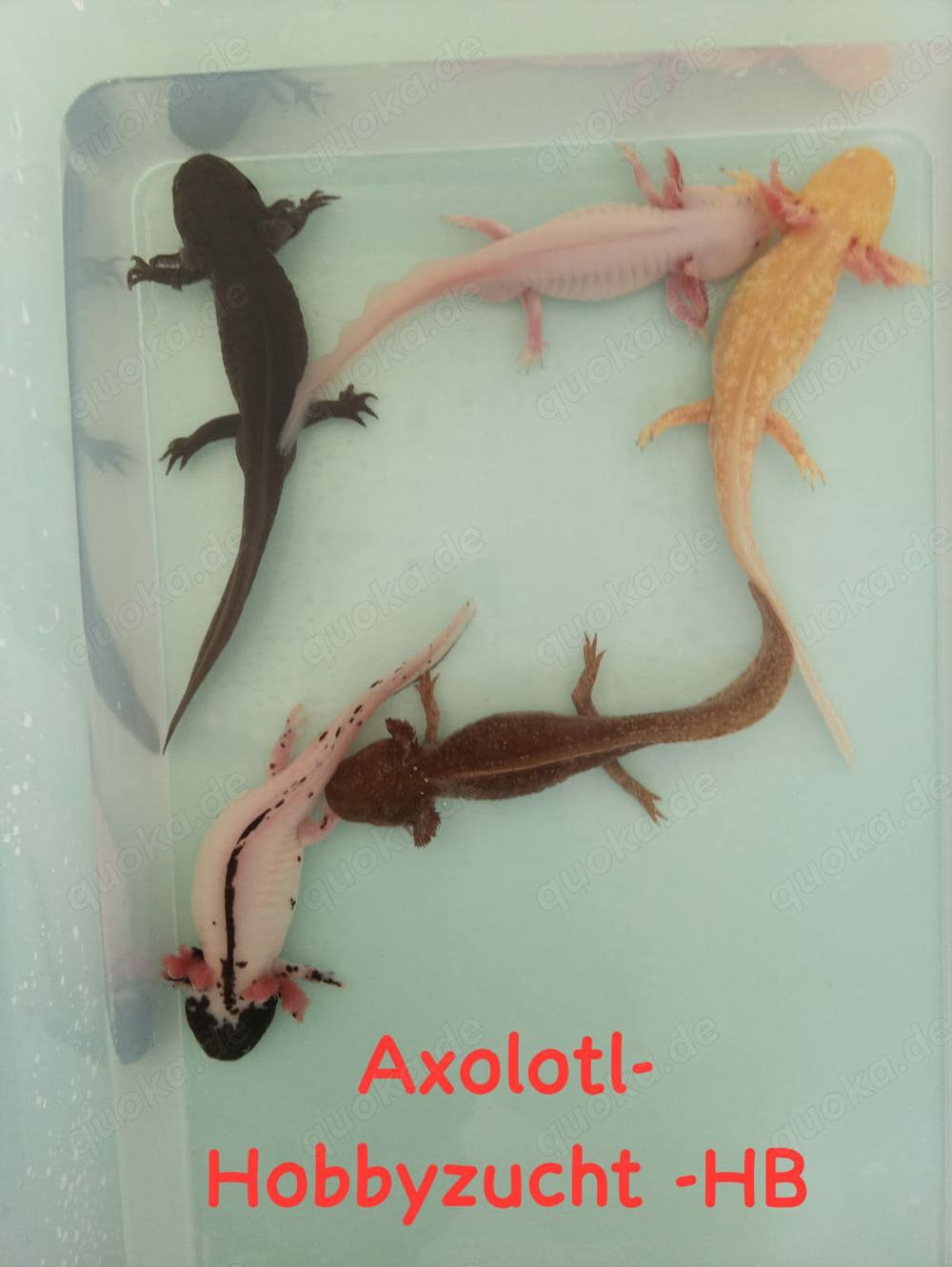 Axolotl direkt vom Züchter. Bd-geprüft. Wasserpflanzen-Begleitfische.Versand Di.-Do.
