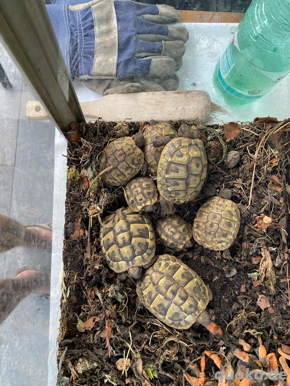 Grichische Landschildkröten