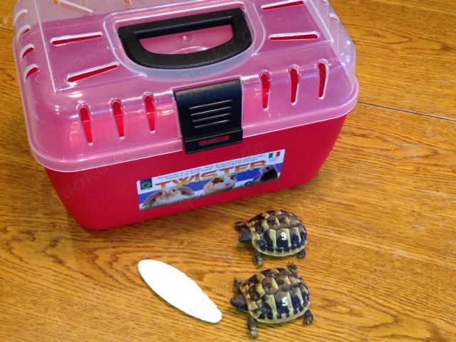 Pärchen Landschildkröten, NZ 2025 mit Transportbox