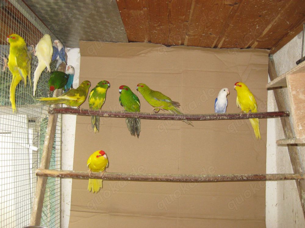 Ziegensittiche in verschiedenen Farben abzugeben