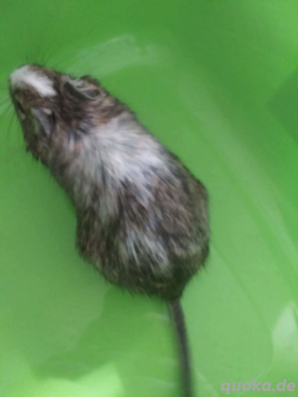 Degus zu verkaufen Weiblich Degus zu verkaufen Weiblich