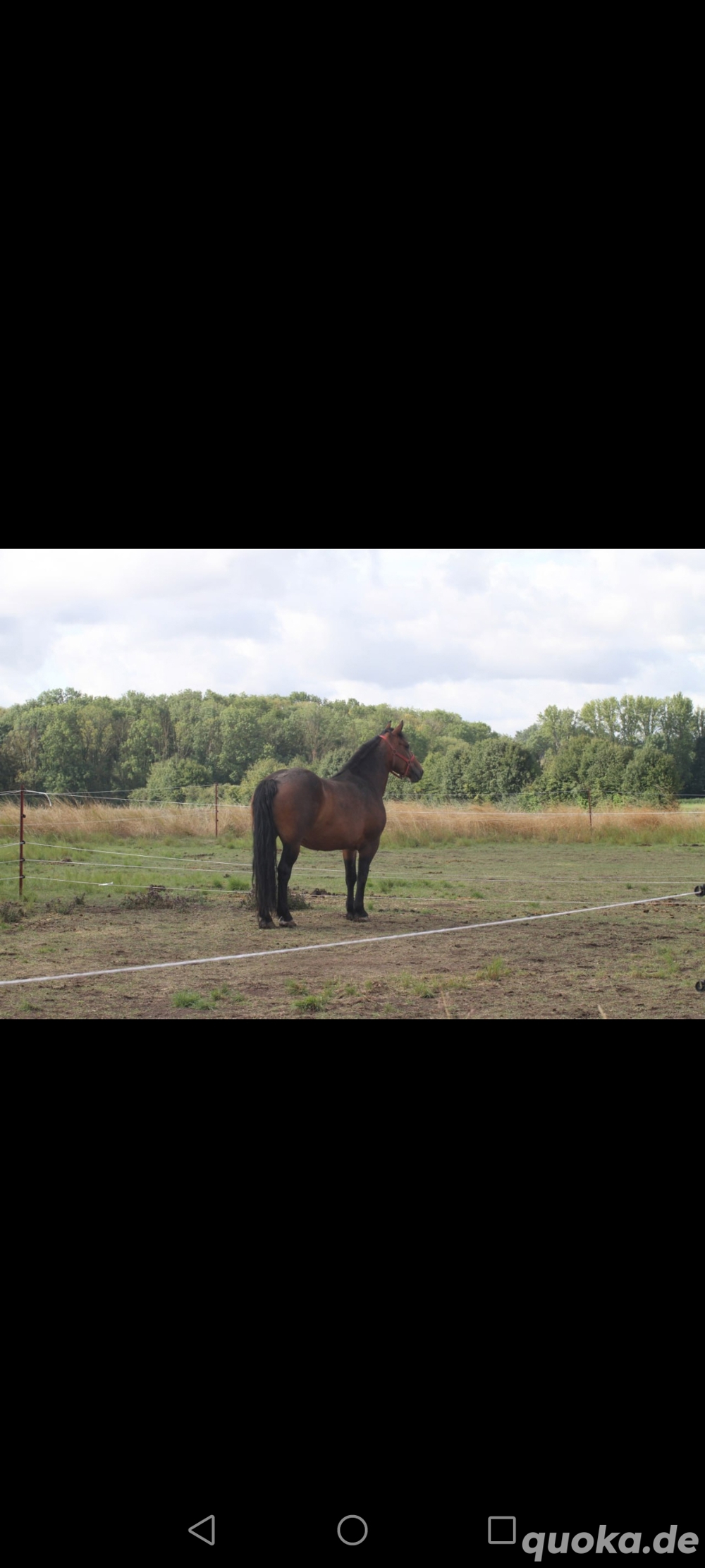 Verkaufe schweres Warmblut 