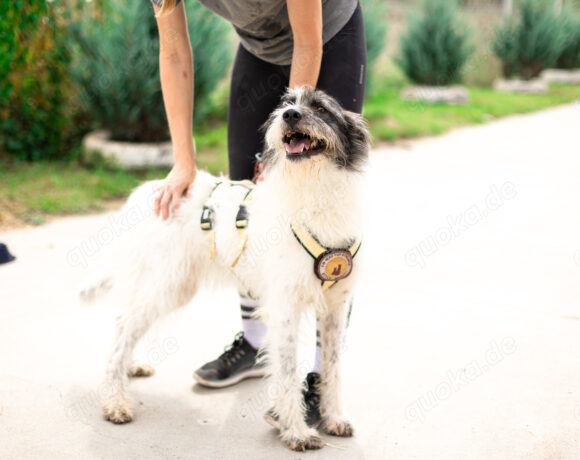 Süße Charly bereits über 2 Jahre. Sie sucht eine eigene Familie!