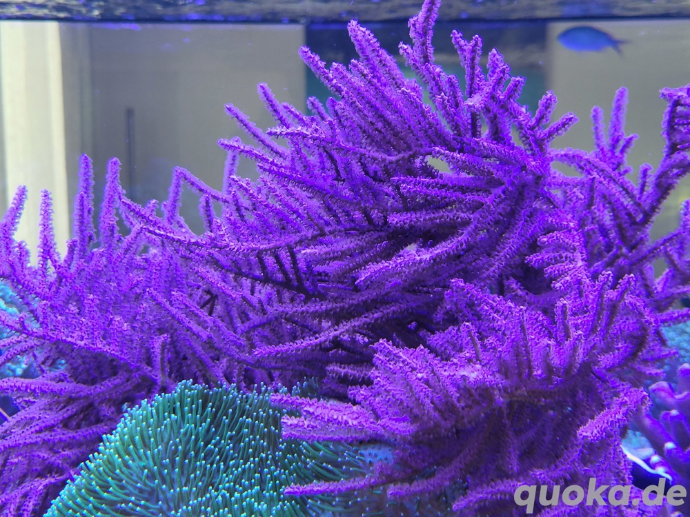 Gorgonie Hornkoralle Koralle Meerwasser Aquarium 