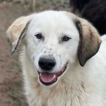 Maximus, geb. ca. 04 2024, lebt in GRIECHENLAND, im städt. Tierheim Serres 