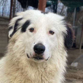 Namika, geb. ca. 02 2024, lebt in GRIECHENLAND, im städt. Tierheim Serres