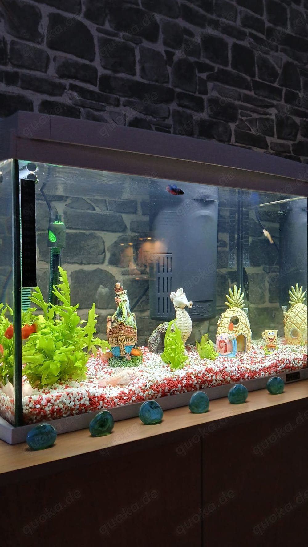 Aqarium 60l komplett Aqarium 60l komplett