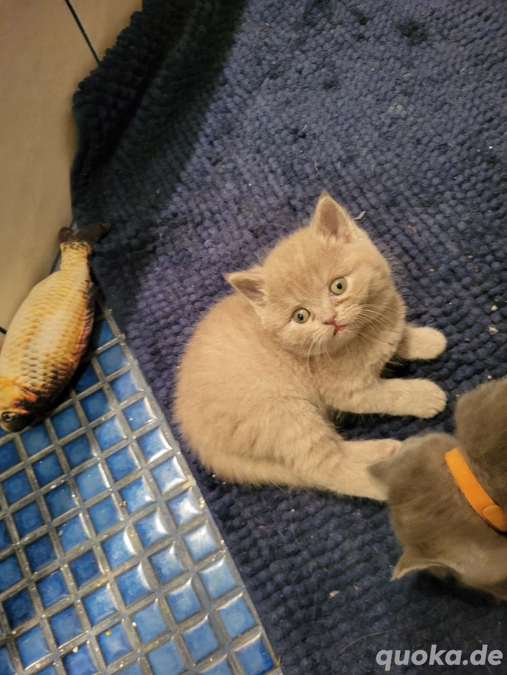 BKH Katzen