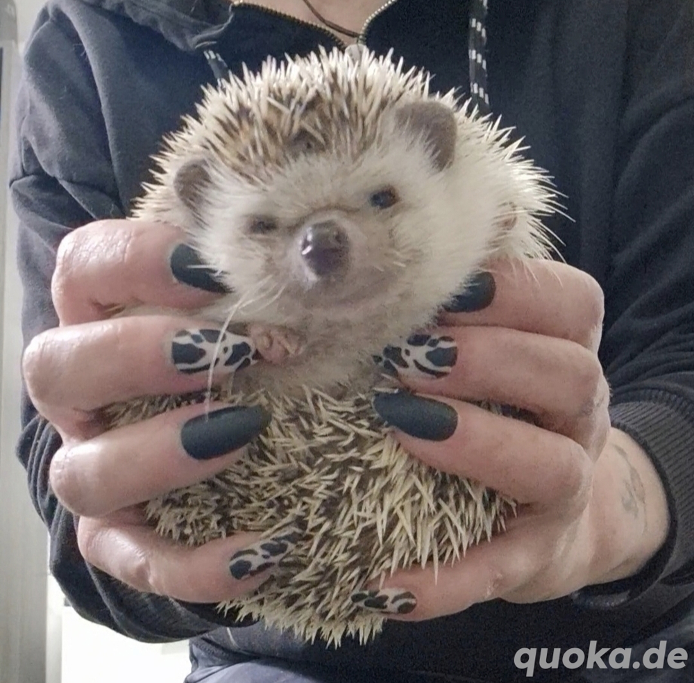 ( Gesucht ) Weißbauchigel