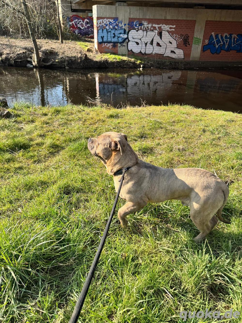 American Billy  Brindle 