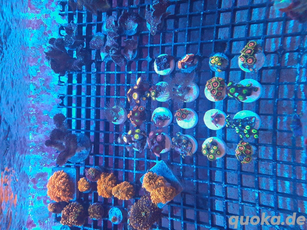 Korallen Ableger Zoanthus Scheibenanemonen Lps Weichkorallen 