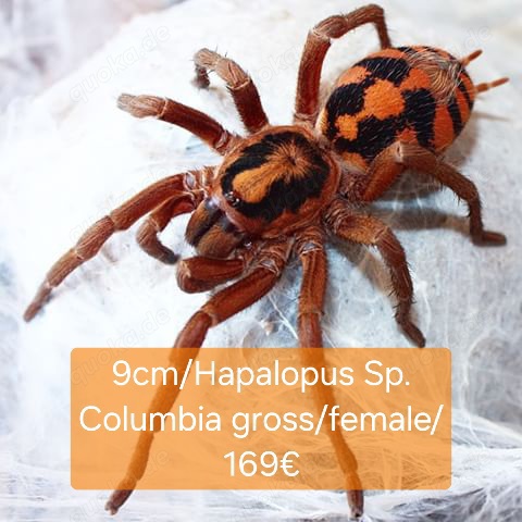 Spinne,Tarantel