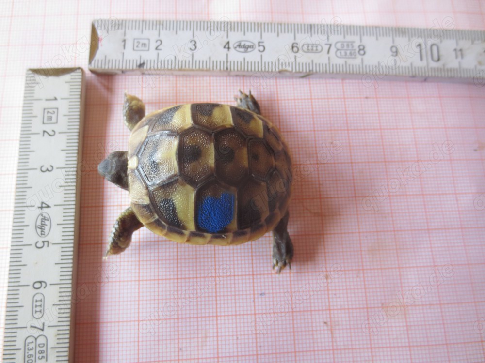 griechische landschildkröte