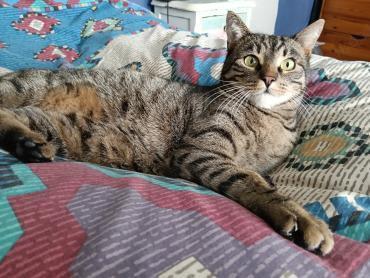 Dankbarer Logan (ALO)