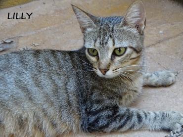 Lilly - auf der Straße gefunden (ALO)
