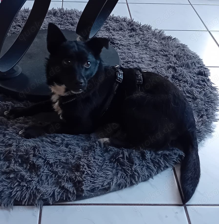 Jungspund JERRY, wo darf er einziehen?