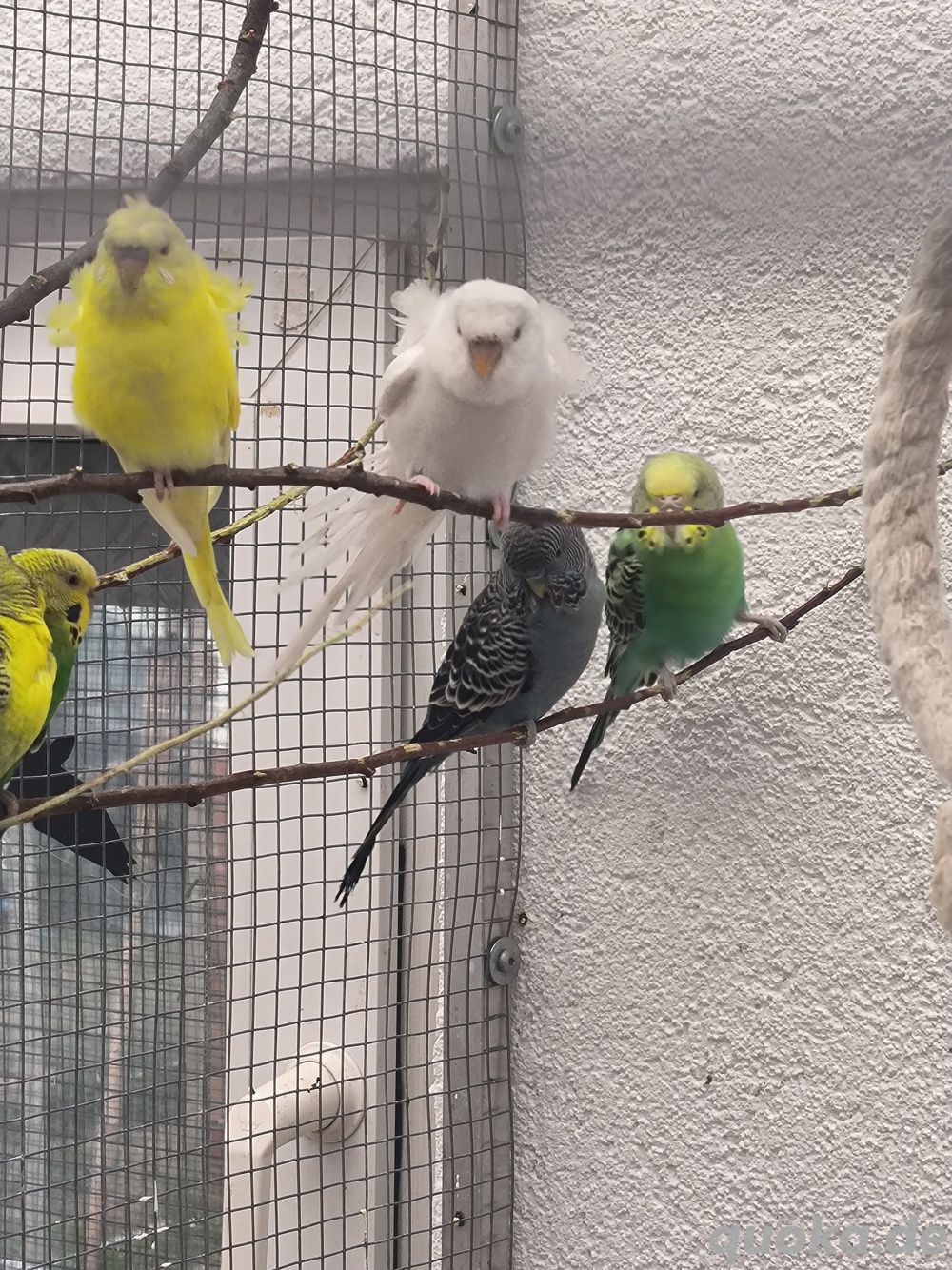 Wellensittiche Hagoromo