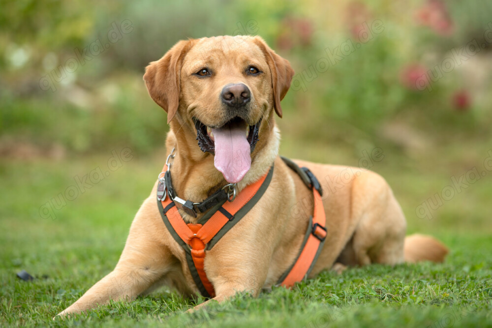 Mr. Sam, 4 Jahre - Labrador - Tierhilfe Franken e.V.