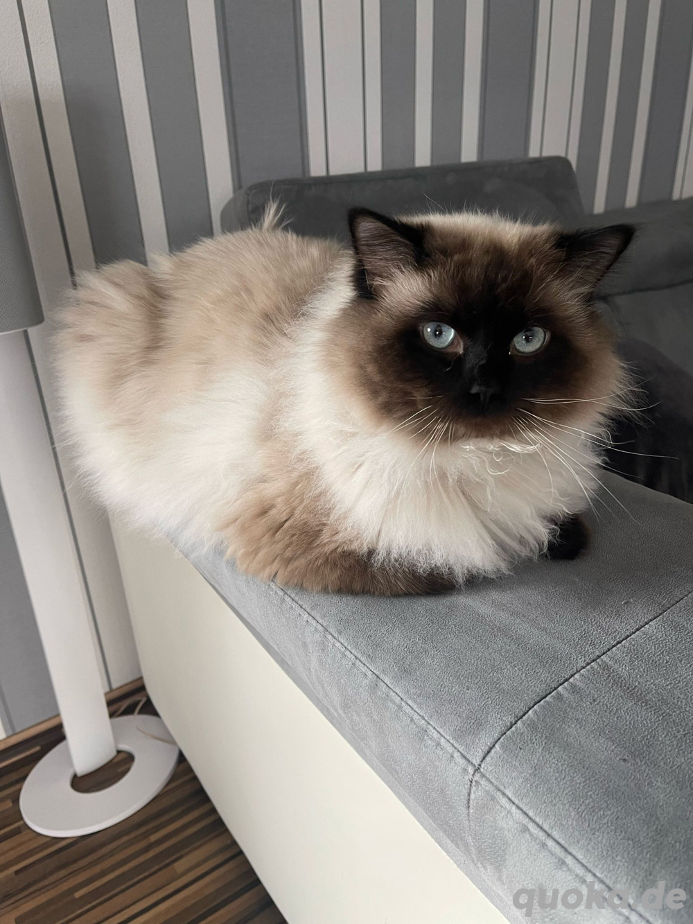 Ragdoll-Deckkater