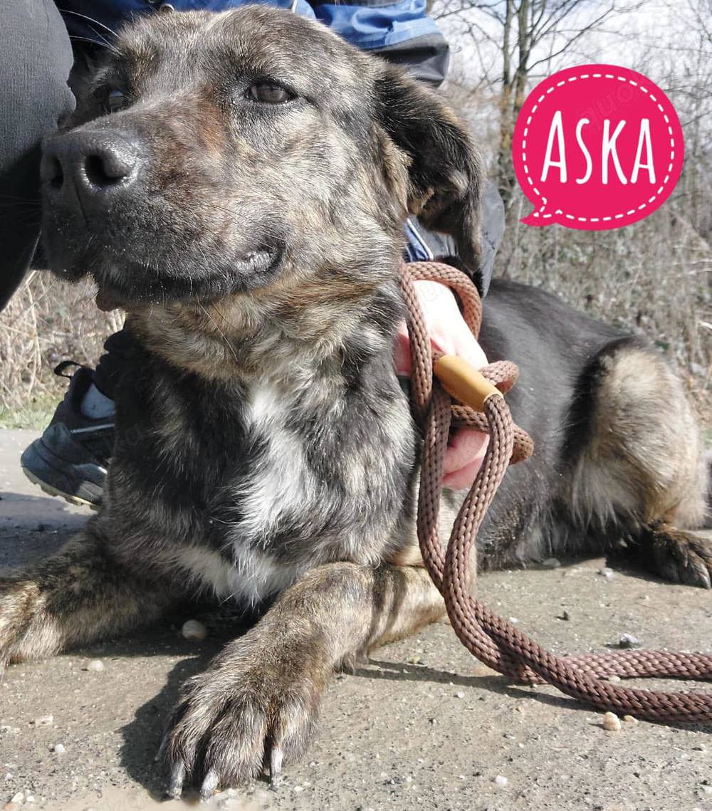 Aska, wunderhübsche Majorero Canario Bardino Mix Hündin