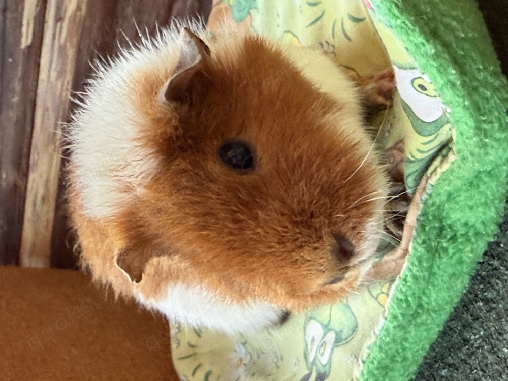 US Teddy Meerschweinchen 