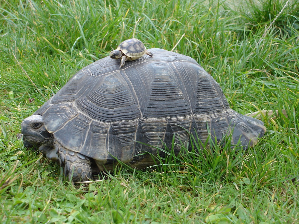 Landschildkröten Korsika Mallorca Sardinien Breitrand Griechen -eigene Nachzuchten-