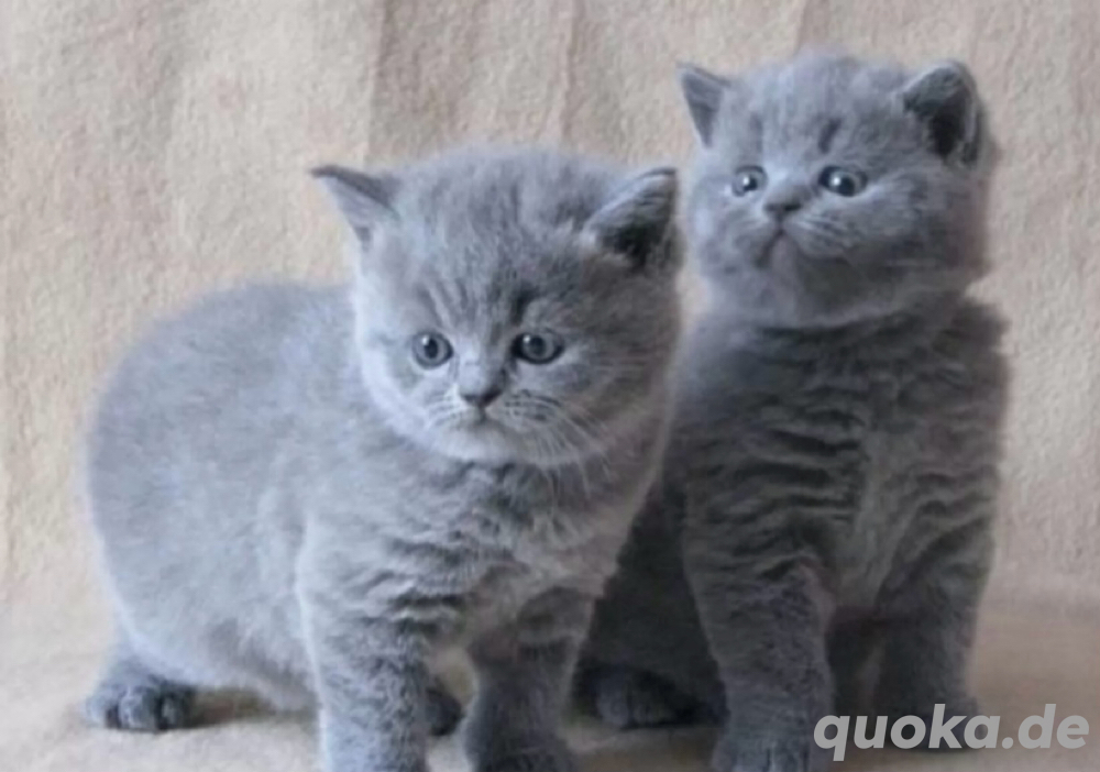 Super süße BKH-Kätzchen zum Verlieben.