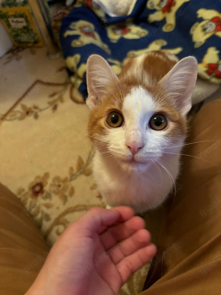 verspielte und verschmuste junge Katze Molly sucht ein schönes Zuhause mit Artgenossen