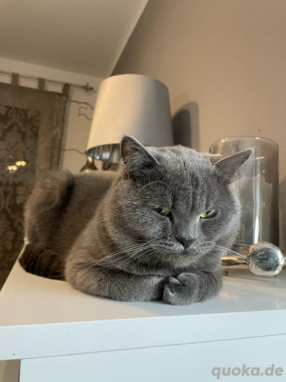 Exklusiver BKH Deckkater Simon   Ihre Katze verdient nur das Beste!