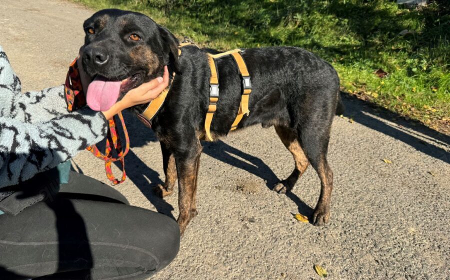 Der liebenswerte Vino sucht aktive Menschen