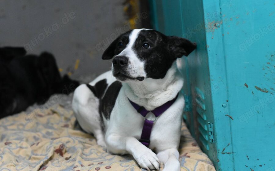 Scheuer Merlin sucht geduldiges Zuhause