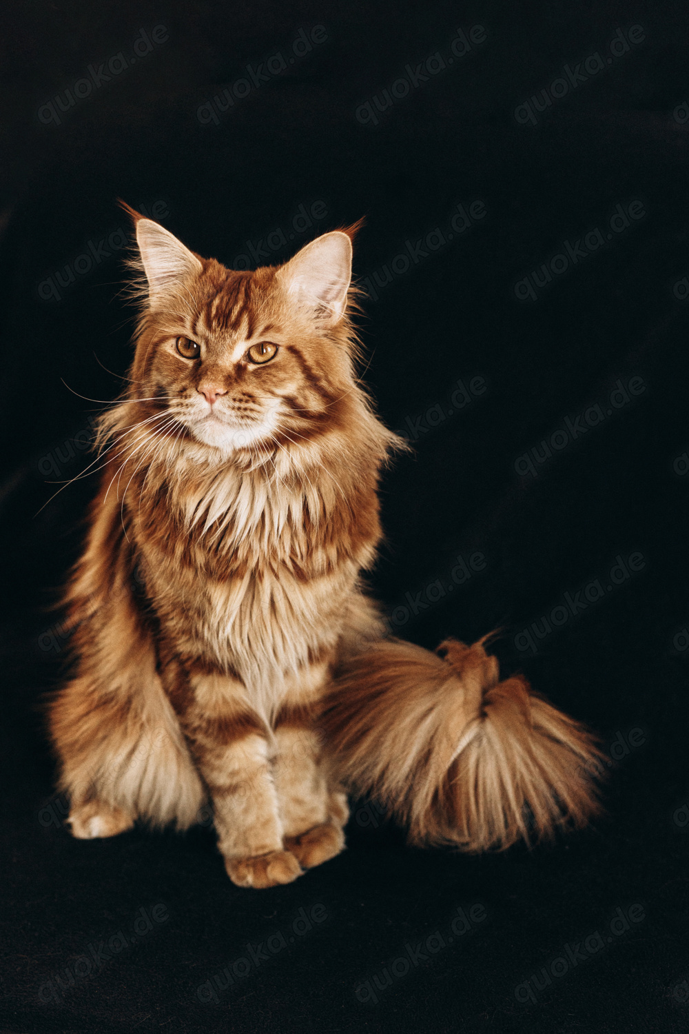 Deckkater Maine Coon