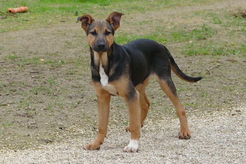 Mischlingswelpe Bruce sucht Zuhause