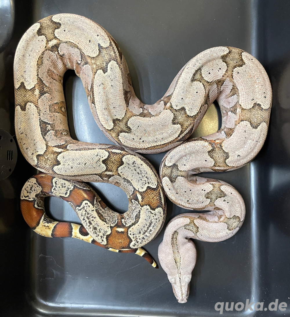 1.1 Boa constrictor Amarali 1.1 Boa constrictor Amarali