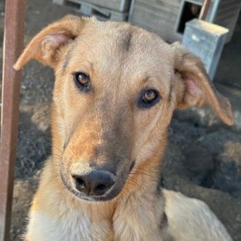 Ernesto, geb. ca. 01 2024, lebt in GRIECHENLAND, im städt. Tierheim Serres
