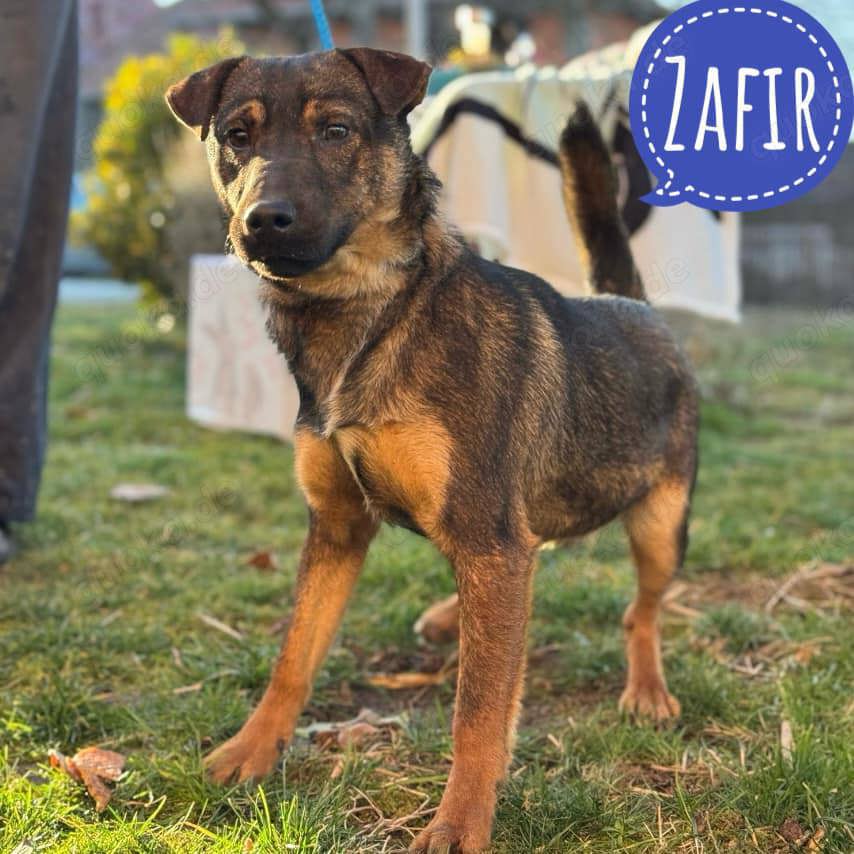 Zafir, kleiner Engel auf 4 Pfoten