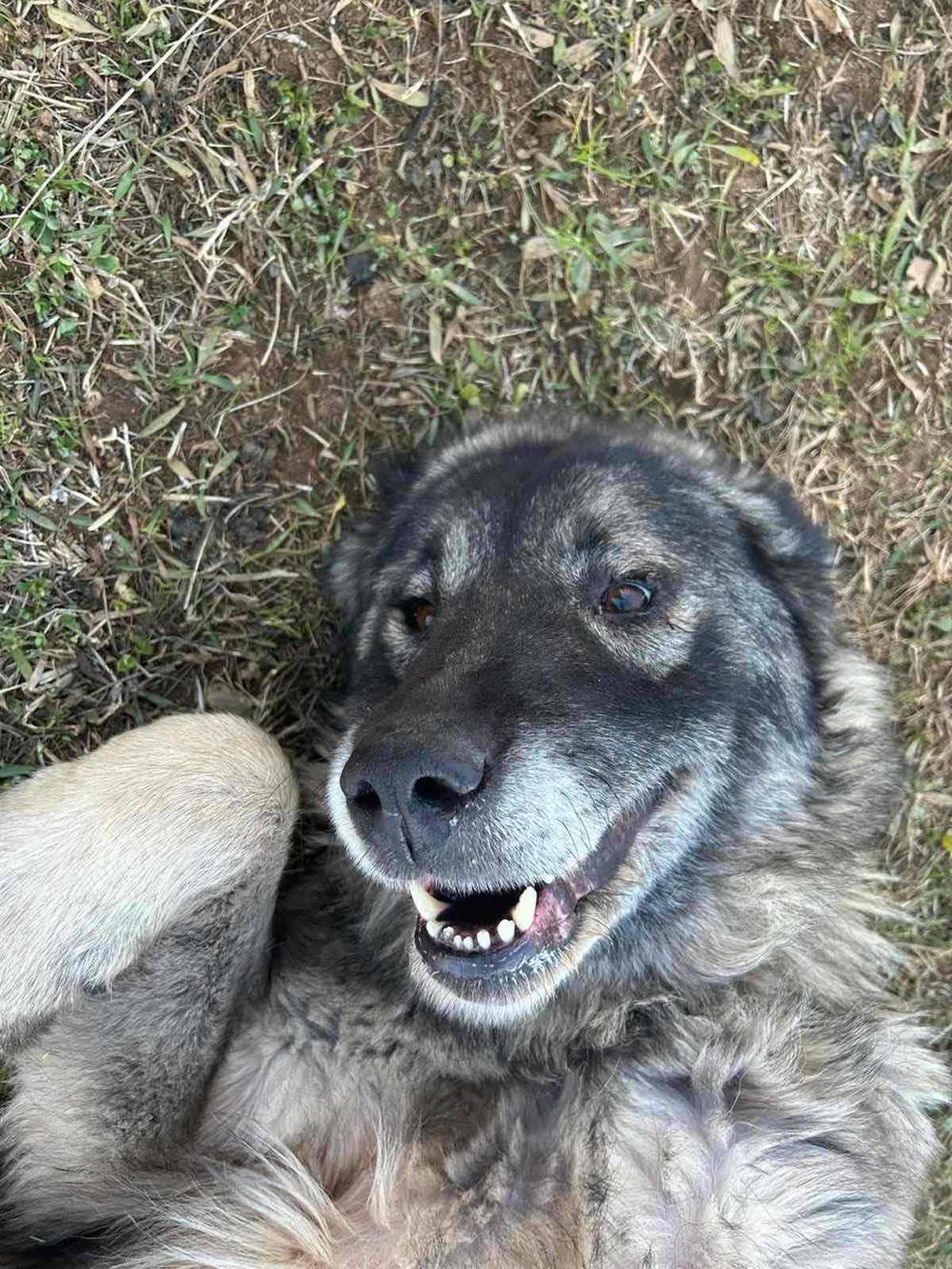 Julie s Traum soll wahr werden