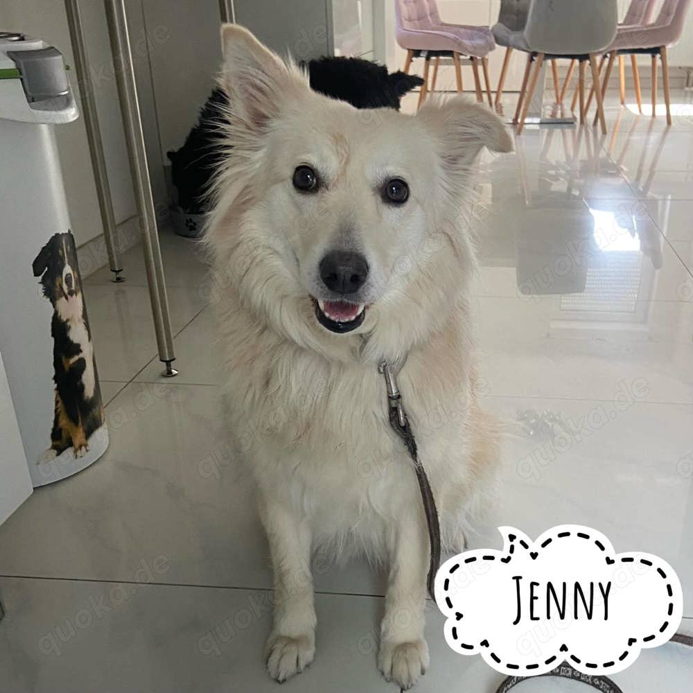 Jenny, Schäferhund   Spitz   Samojede Mix
